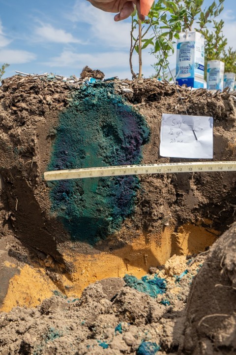 Soil pit showing blue dye infiltration pattern, with a yellow subsoil layer, measuring tape for scale, and note reading &ldquo;Single &frac12; gph 20 min.&rdquo;